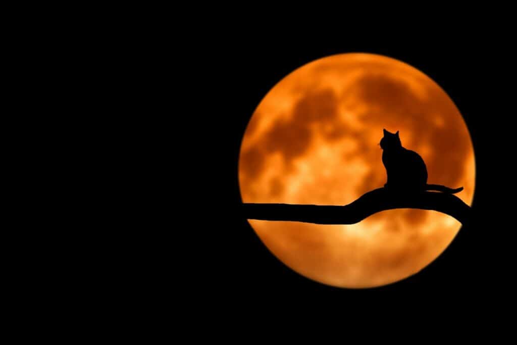 cat in front of orange moon