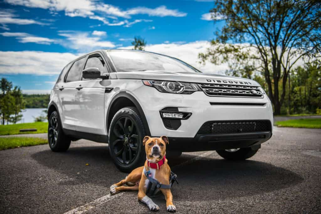 dog with SUV