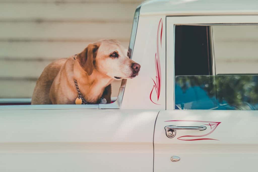 dog pickup truck